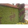 3D立體綠化，墻體綠化，植物墻設(shè)計施工